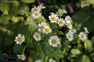 Tanacetum parthenium (2)